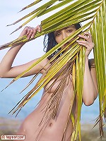 Anna S Palm Tree